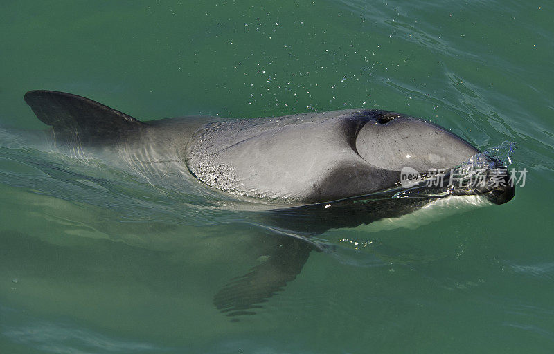 海克特海豚(Cephalorhynchus hectori)是头鼻海豚属的四种海豚中最著名的一种，仅在新西兰发现。大约1.4米长，它是最小的鲸类动物之一。赫克托的海豚是特尔斐最小的